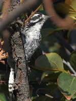 Woodpecker7.jpg