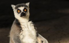 lemur (1 of 1).jpg