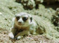 meerkat (1 of 1).jpg