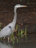 BlueHeron.jpg