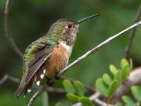 Hummer.jpg
