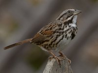 Sparrow3.jpg