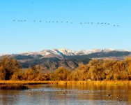 GooseFormation-200.jpg