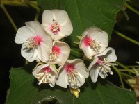Hibiscus2.jpg