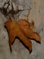 Leaf.jpg