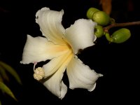 OrchidTree.jpg