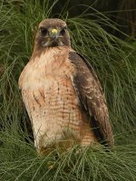 Hawk.jpg
