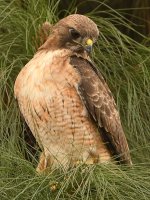 Hawk2.jpg