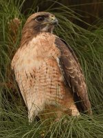 Hawk4.jpg