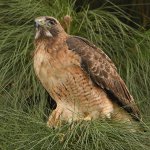 Hawk3.jpg
