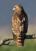 ROY_9079.JPG
