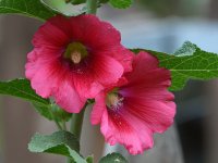 Hollyhock.jpg