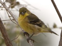 Goldfinch.jpg