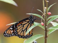 Monarch2.jpg