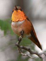 Hummer.jpg