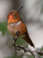 Hummer2.jpg