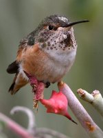 Hummer5.jpg