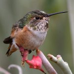Hummer7.jpg