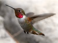 Hummer10.jpg