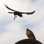 Hawk9.jpg
