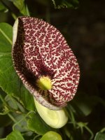 Aristolochia.jpg