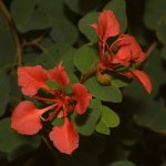 Bauhinia.jpg