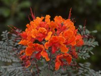 Caeselpinia.jpg