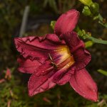 DayLily.jpg