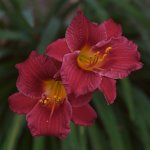 DayLily2.jpg