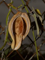SeedPod.jpg