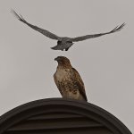 Hawk4.jpg