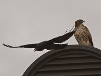 Hawk2.jpg