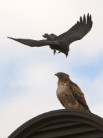 Hawk5.jpg