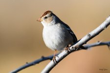 WhiteCrowned-200.jpg