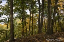 DSC_4411 low res.jpg