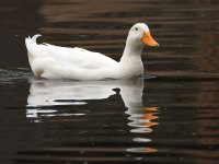 Goose.jpg