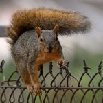 Squirrel2.jpg
