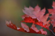 DSC_1708.jpg