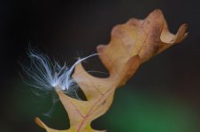 DSC_1745.jpg