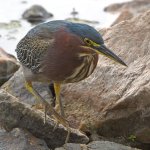 GreenHeron3.jpg