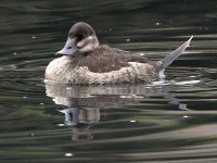 Scaup.jpg