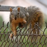 Squirrel.jpg