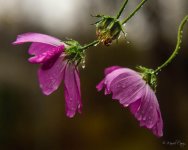 DSC_1765.jpg