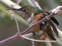 Hummer.jpg