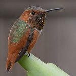 Hummer17.jpg