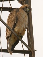 Hawk.jpg