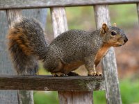 Squirrel2.jpg