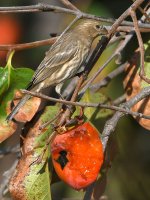 Finch4.jpg