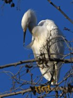 Egret2.jpg