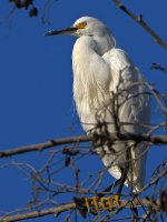 Egret3.jpg